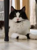 ノルウェージャンフォレストキャット【埼玉県・女の子・2022年10月21日・ブラック&ホワイト】の写真4