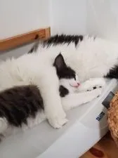 ノルウェージャンフォレストキャット【埼玉県・男の子・2021年8月20日・ブラック&ホワイト】の写真4