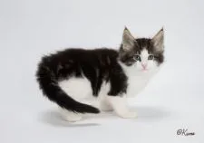 ノルウェージャンフォレストキャット【埼玉県・男の子・2019年1月2日・ブラウンマッカレルタビー&ホワイト】の写真4「3/3 撮影」