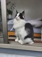 ノルウェージャンフォレストキャット【埼玉県・男の子・2021年8月20日・ブラック&ホワイト】の写真5「４月29日」