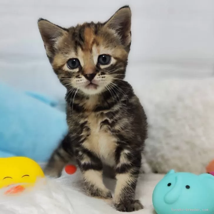ID:2410-02210の子猫