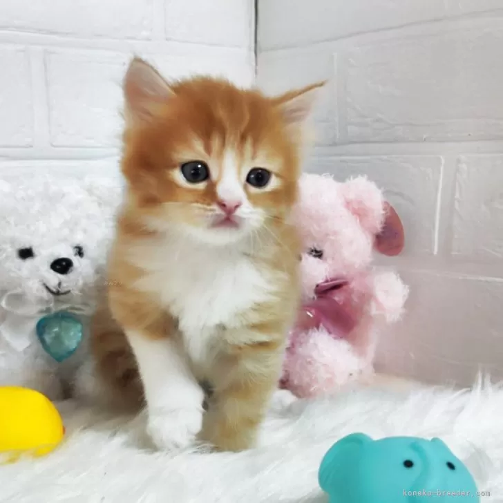 ID：2504-03054の子猫