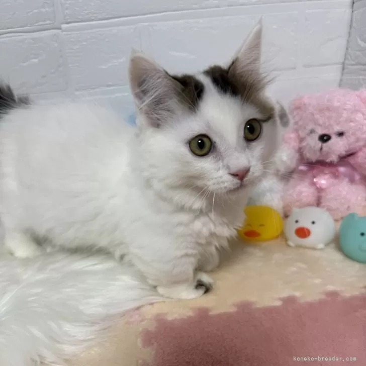 ID：2412-01794の子猫