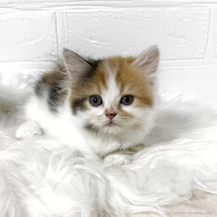 マンチカン(短足)【埼玉県・女の子・2025年8月31日・キャリコ】の写真1「お鼻の黒い部分は…ハナクショではありましぇん！オシャレな模様なんでしゅ❣️」