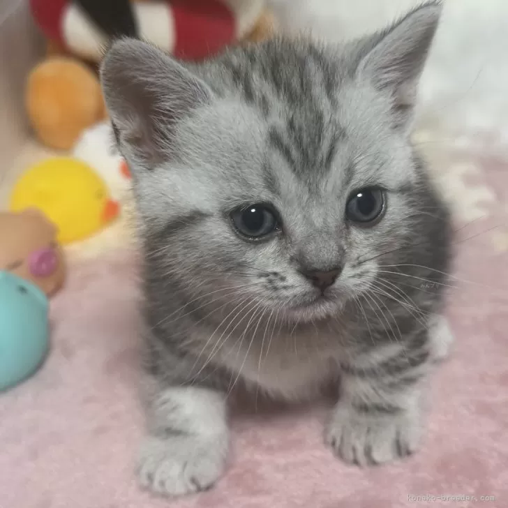 ID：2412-02643の子猫