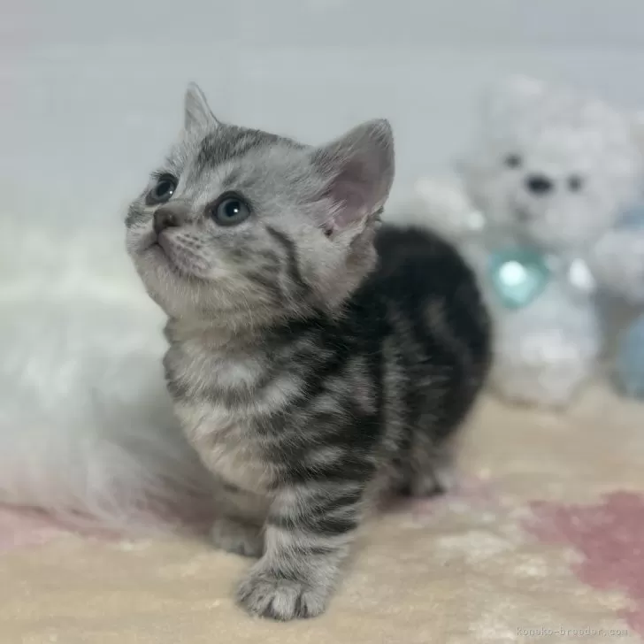 ID：2412-02666の子猫