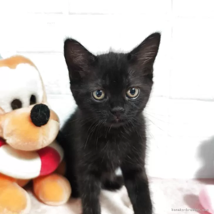 和美 様のお迎えした子猫