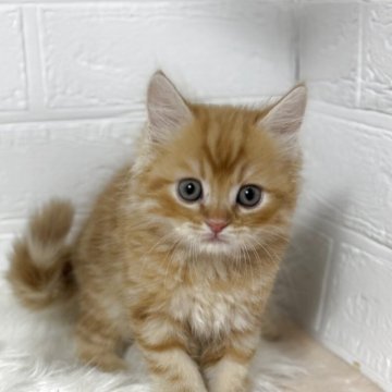 マンチカン(長足)【埼玉県・男の子・2025年8月31日・レッドタビー】の写真「食欲旺盛で兄弟の中でも大きく成長しています」