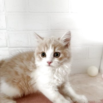 マンチカン(長足)【埼玉県・男の子・2025年8月31日・クリームアンドホワイト】の写真「肩に乗るのが上手な甘えん坊です。」