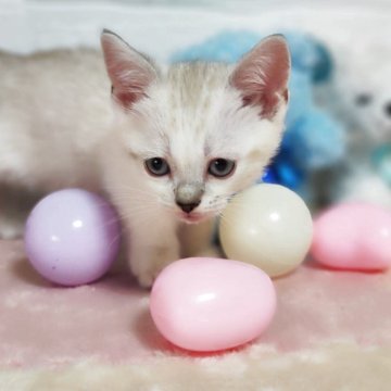マンチカン(短足)【埼玉県・男の子・2025年4月18日・シルバーポイント】の写真「ちょっとビビリ君ですが遊び好きな子です。」