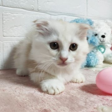 マンチカン(短足)【埼玉県・女の子・2025年4月2日・クリーム】の写真「フワモコの可愛い女の子です。❤️」