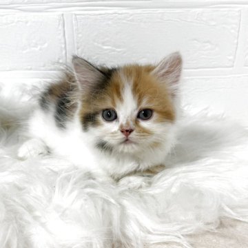 マンチカン(短足)【埼玉県・女の子・2025年8月31日・キャリコ】の写真「とても人懐こい子です❣️」