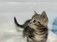 マンチカン(短足)【埼玉県・男の子・2024年11月22日・ブラウンタビー】の写真2