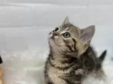 マンチカン(短足)【埼玉県・男の子・2024年11月22日・ブラウンタビー】の写真3