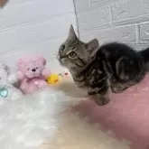 ミヌエット(短足)【埼玉県・女の子・2024年9月14日・ブラウンパッチドタビー】の写真5