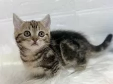 マンチカン(短足)【埼玉県・男の子・2024年11月22日・ブラウンタビー】の写真5