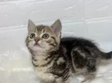 マンチカン(短足)【埼玉県・男の子・2024年11月22日・ブラウンタビー】の写真8