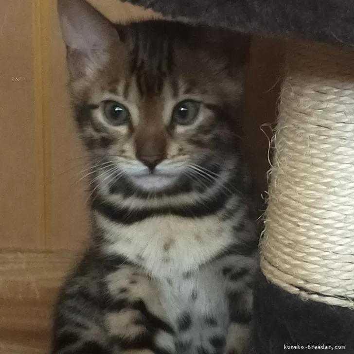 ID：2405-03409の子猫