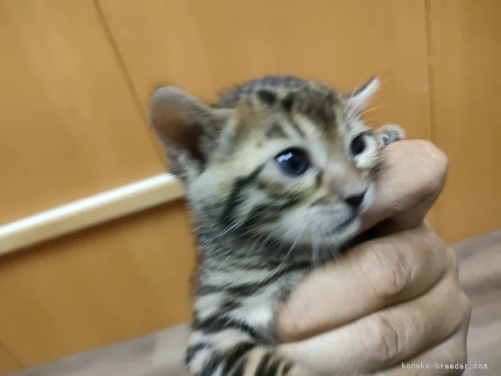 ID:2209-02597の子猫