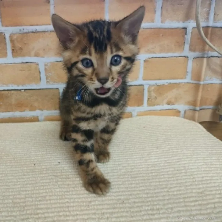 ID：2310-01525の子猫