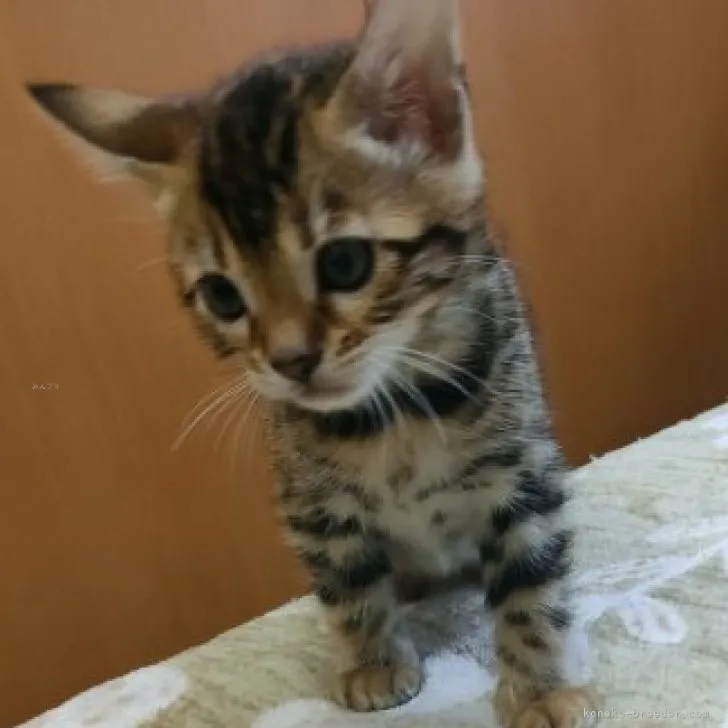 ID：2310-01879の子猫