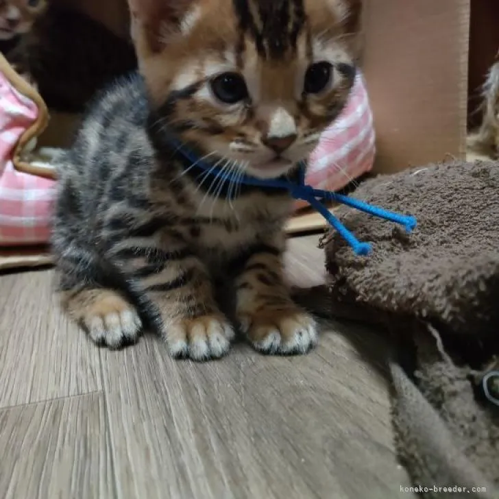 ID：2209-02595の子猫
