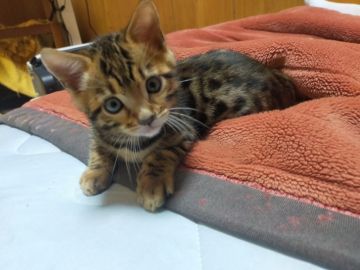ベンガル【島根県・男の子・2022年3月10日・ブラウンスポッテッドタビー】の写真「やんちゃでとってもかわいい男の子です」