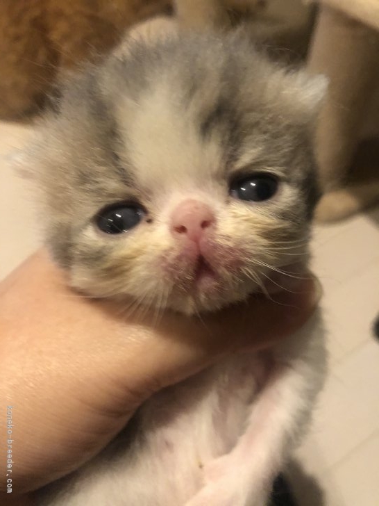 エキゾチックのお顔のミヌエット君 瀧本慶子ブリーダー みんなの子猫ブリーダー エキゾチックのお顔のミヌエット君 瀧本慶子ブリーダー みんなの子猫ブリーダー