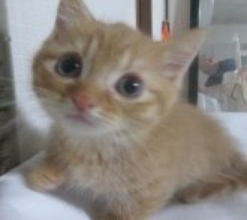 ミヌエット(短足)【青森県・男の子・2023年11月12日・レッドタビー（フカフカモフモフ）】の写真「短足のかわいい男の子・ぬいぐるみみたい！」