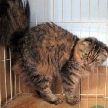 ミヌエット【青森県・女の子・2023年4月3日・シェーデットシルバー（ふわふわ長毛！）】の写真「ふわふわモフモフ穏やかな性格、遊びは大好き！」