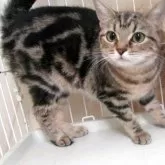 ミヌエット(長足)【青森県・女の子・2023年4月20日・ブラウンタビー】の写真1