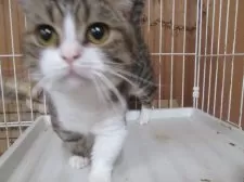 ミヌエット(短足)【青森県・男の子・2023年3月6日・ブラウンマカレルタビー&ホワイト】の写真1