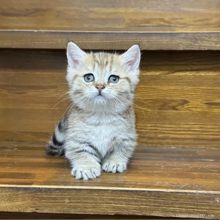 マンチカン(短足)【東京都・男の子・2024年5月10日・ゴールデンゴールド】の写真1