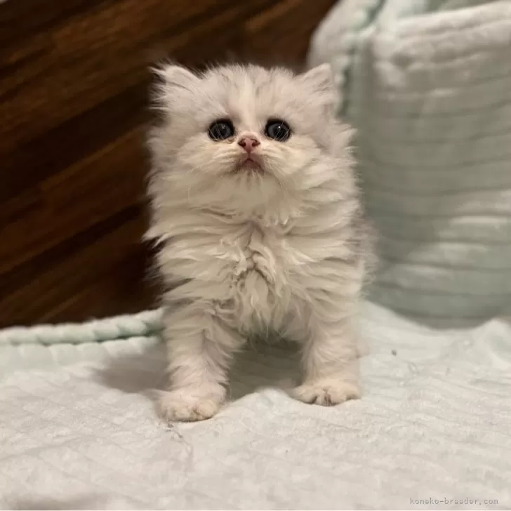 ID:2407-00135の子猫