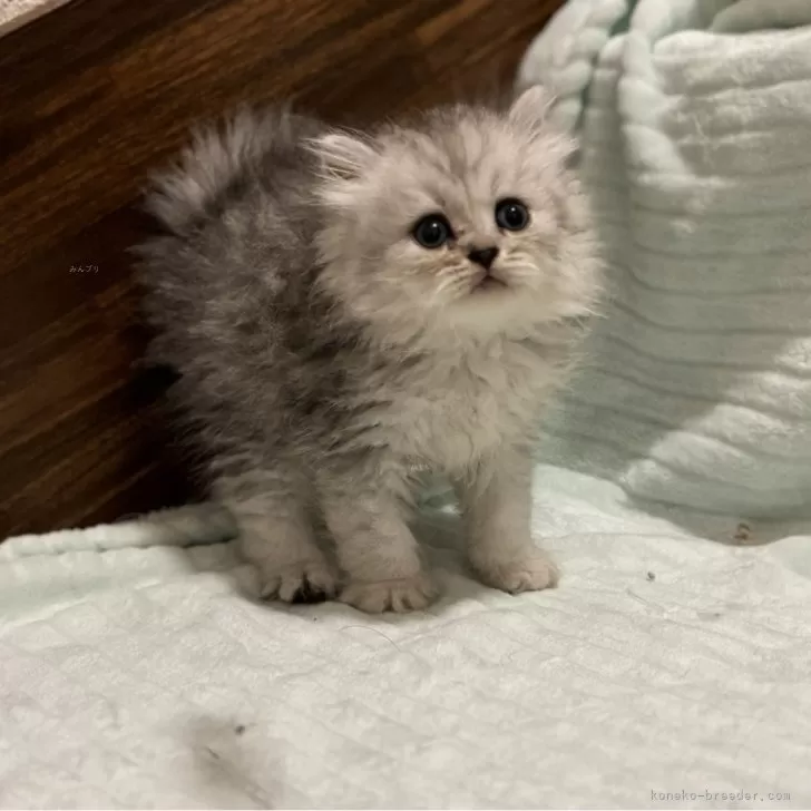 ID：2407-00136の子猫
