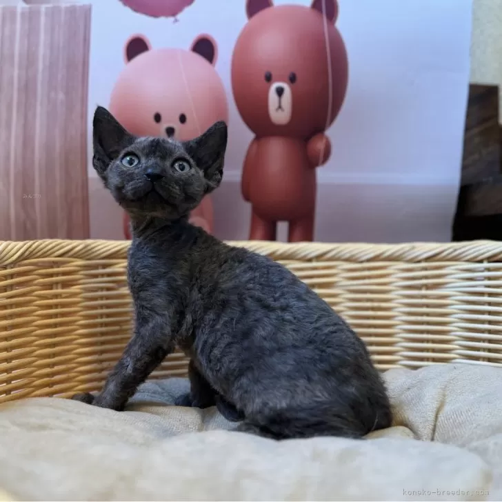 ID:2410-01551の子猫