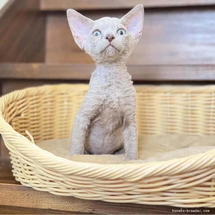 ID:2410-00111の子猫