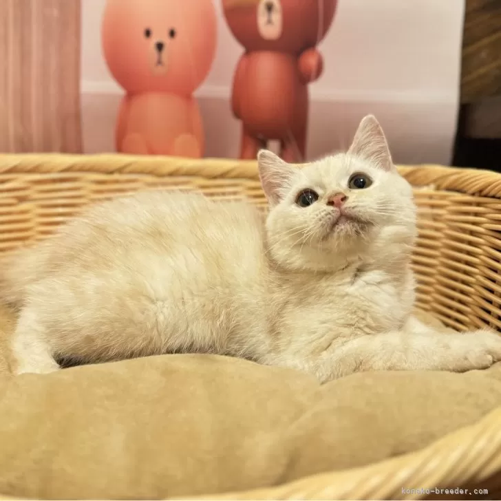 ID：2410-01591の子猫
