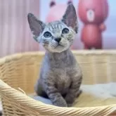 デボンレックス【東京都・男の子・2024年6月20日・タビ】の写真1