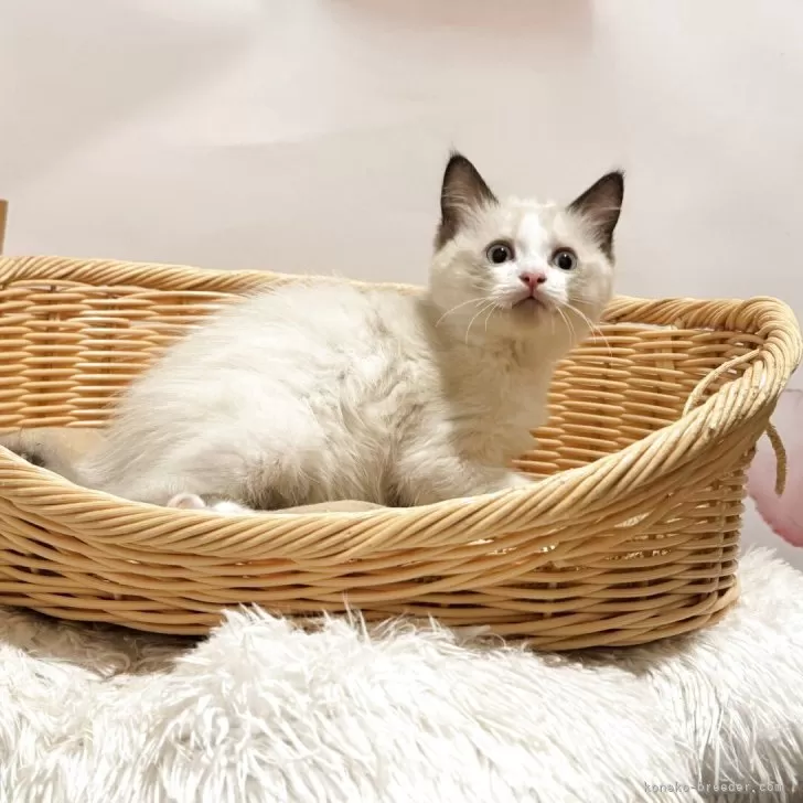 ID：2509-02576の子猫