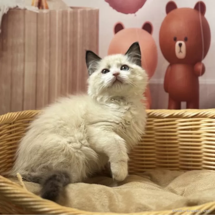 ID：2501-02272の子猫