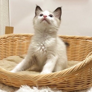 ラグドール【東京都・男の子・2025年7月15日・シルポイントバイカラ-】の写真「可愛い」
