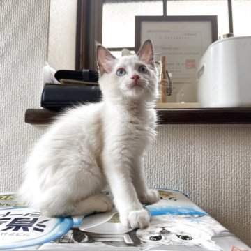 ラグドール【東京都・男の子・2025年7月15日・シルポイントバイカラ-】の写真「可愛い」