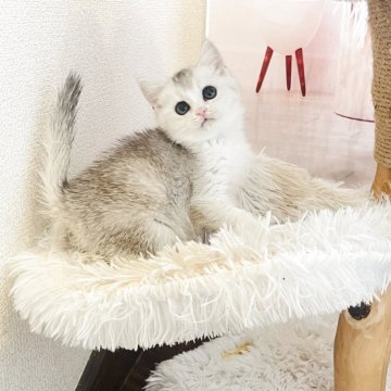マンチカン(長足)【東京都・女の子・2025年5月6日・シルバーホワイト】の写真「可愛い」