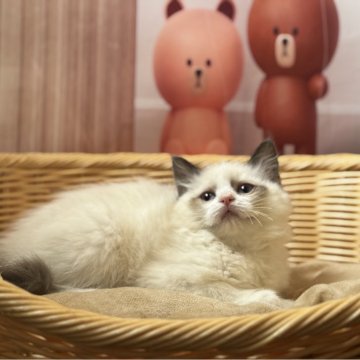 ラグドール【東京都・女の子・2024年11月30日・シルポイントバイカラ-】の写真「可愛い」