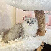 ミヌエット