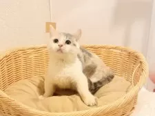 マンチカン(短足)【東京都・女の子・2025年9月30日・キャリコ】の写真2