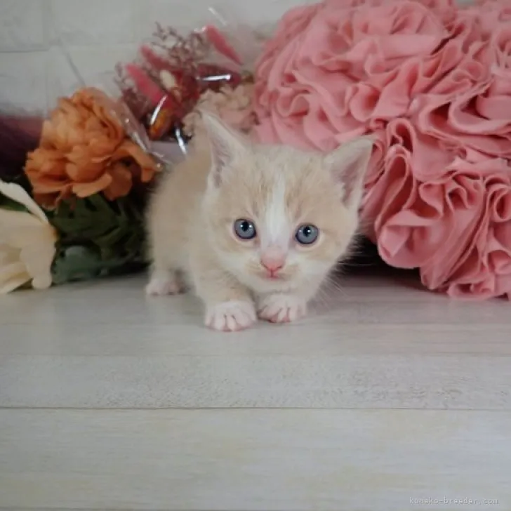 ID：2304-02755の子猫