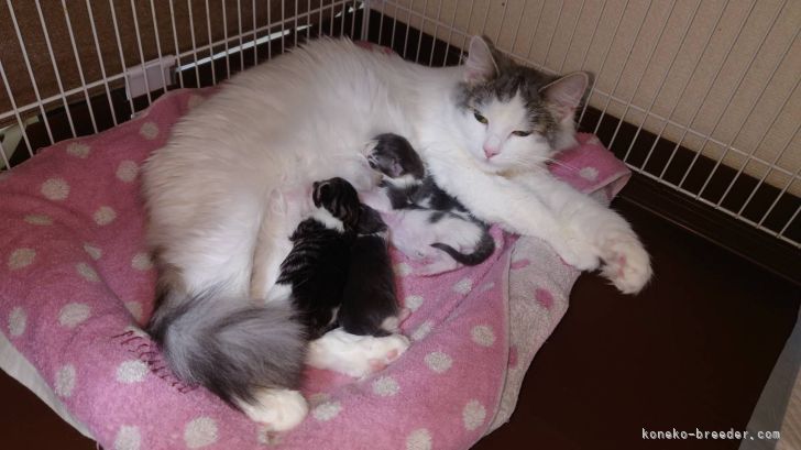 ノルウェージャンフォレストキャット【・女の子・2021年9月26日・ブラウンマッカレルタビーホワイト】