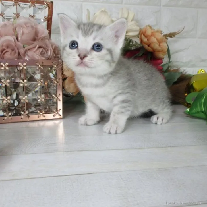 ID：2303-02809の子猫